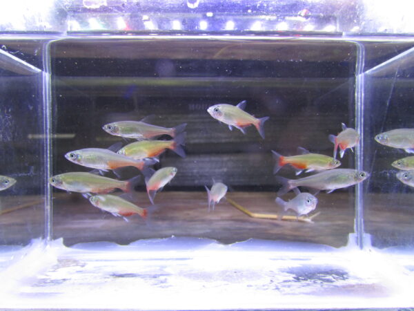 Green Fire Tetra - Image 2