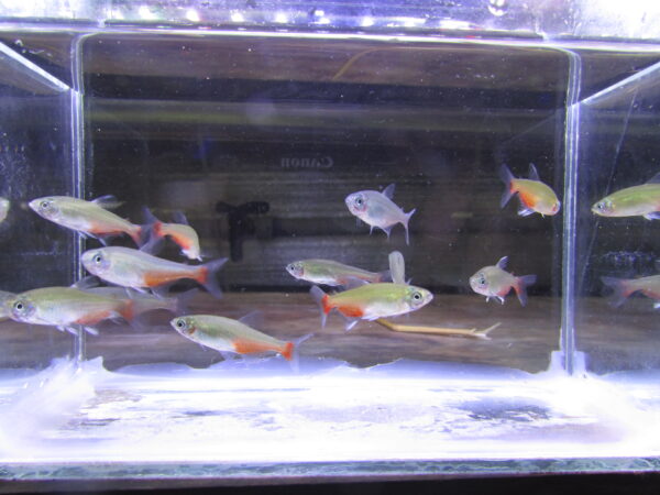 Green Fire Tetra - Image 4