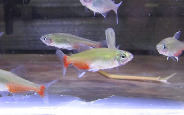 Green Fire Tetra