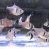 Black Phantom Tetra - Image 2