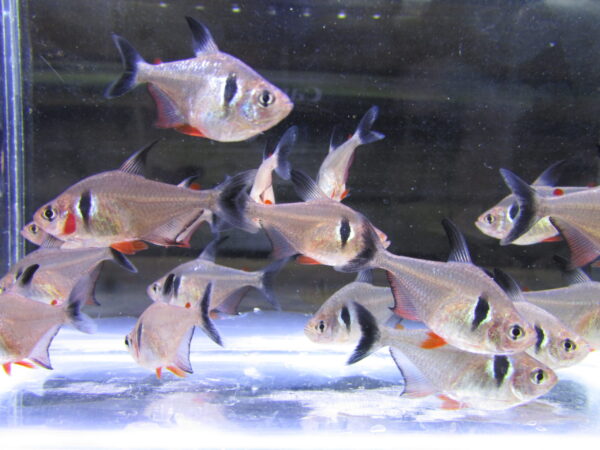 Black Phantom Tetra - Image 2