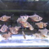 Black Phantom Tetra - Image 3