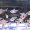 Black Phantom Tetra - Image 4