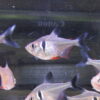 Black Phantom Tetra