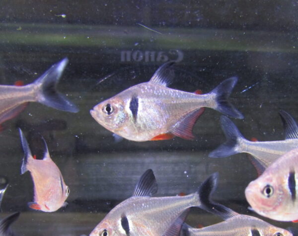 Black Phantom Tetra