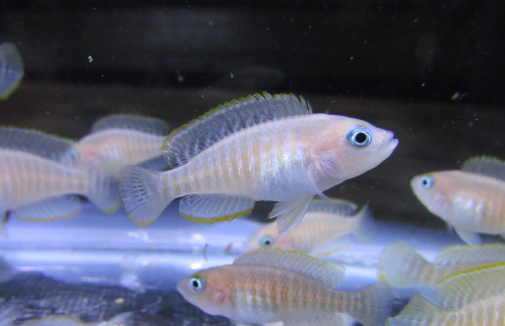 Neolamprologus Multifasciatus