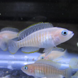 Neolamprologus Multifasciatus