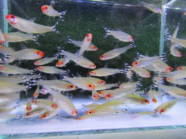 Rummynose Tetra - Image 2