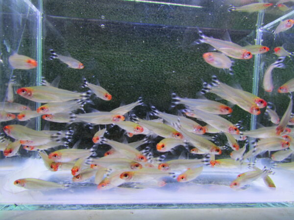 Rummynose Tetra - Image 3