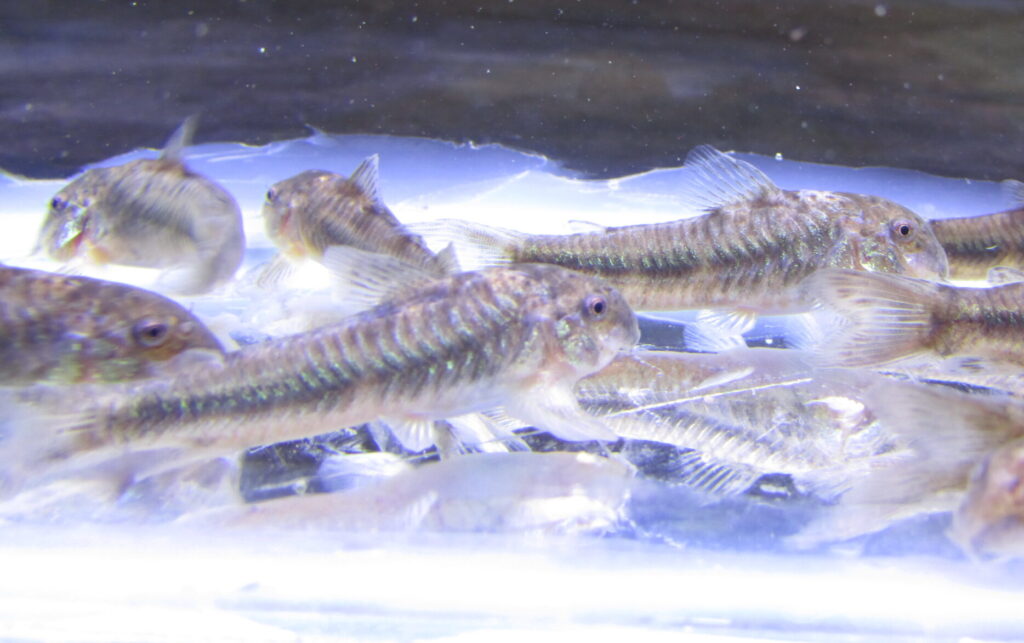 C125 Spotted Aspidoras
