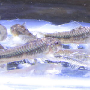 C125 Spotted Aspidoras