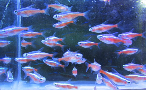 Cardinal Tetras - Image 3