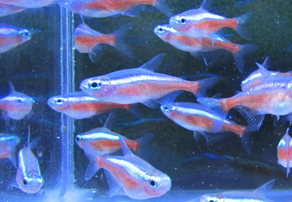 Cardinal Tetras