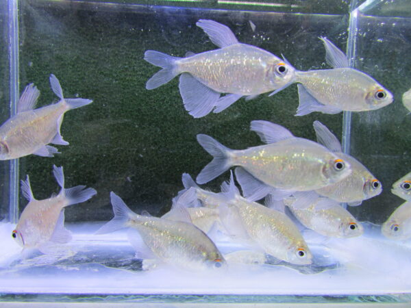 Diamond Tetra - Image 3