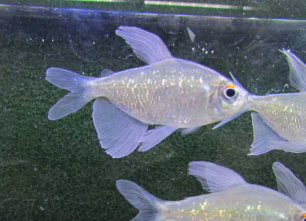 Diamond Tetra