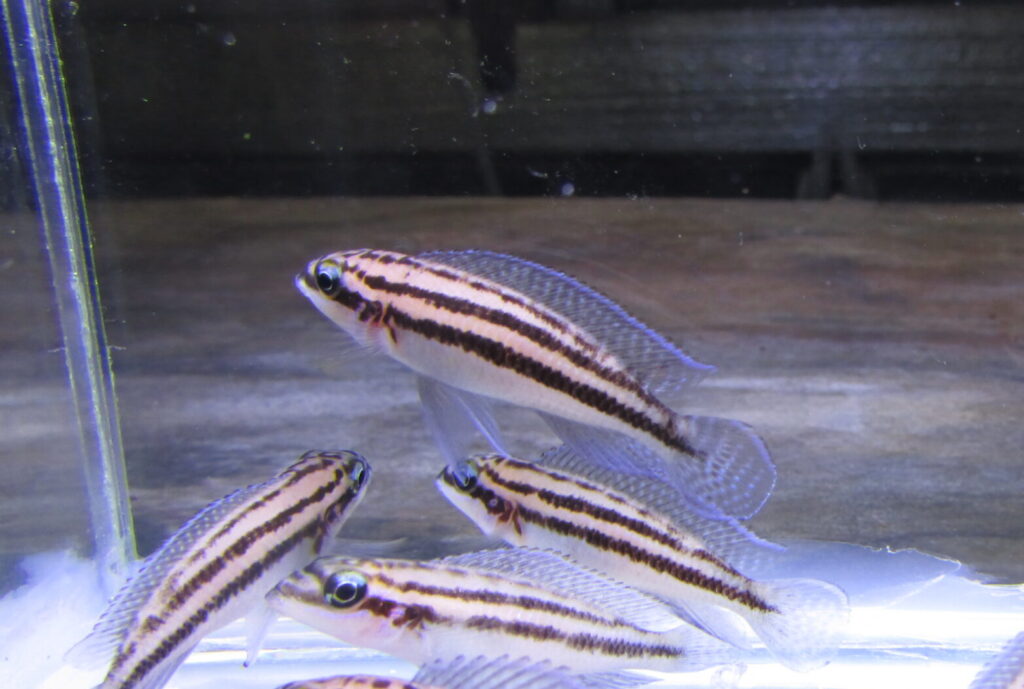 Juliodochromis Dickfeldi