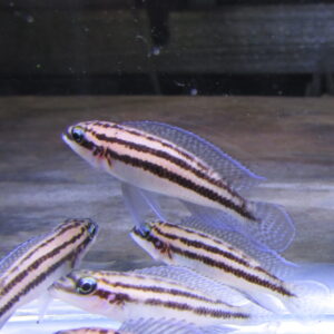 Juliodochromis Dickfeldi