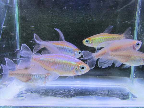 Congo Tetra - Image 2