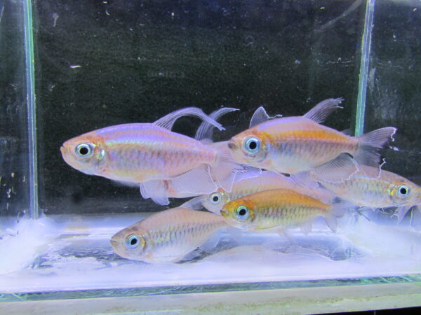 Congo Tetra - Image 3