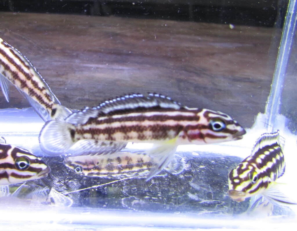 Juliodochromis Marlieri