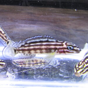 Juliodochromis Marlieri