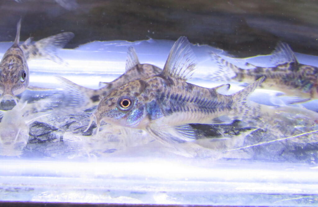 Peppered Cory