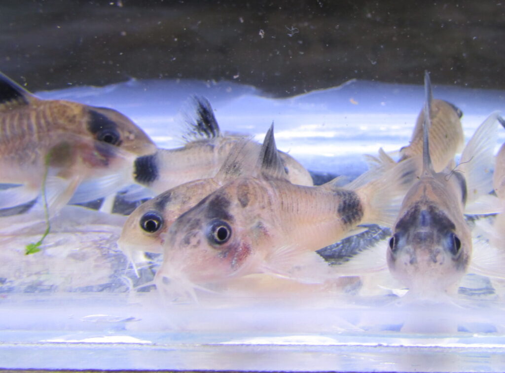 Panda Corydoras