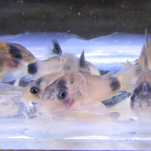 Panda Corydoras