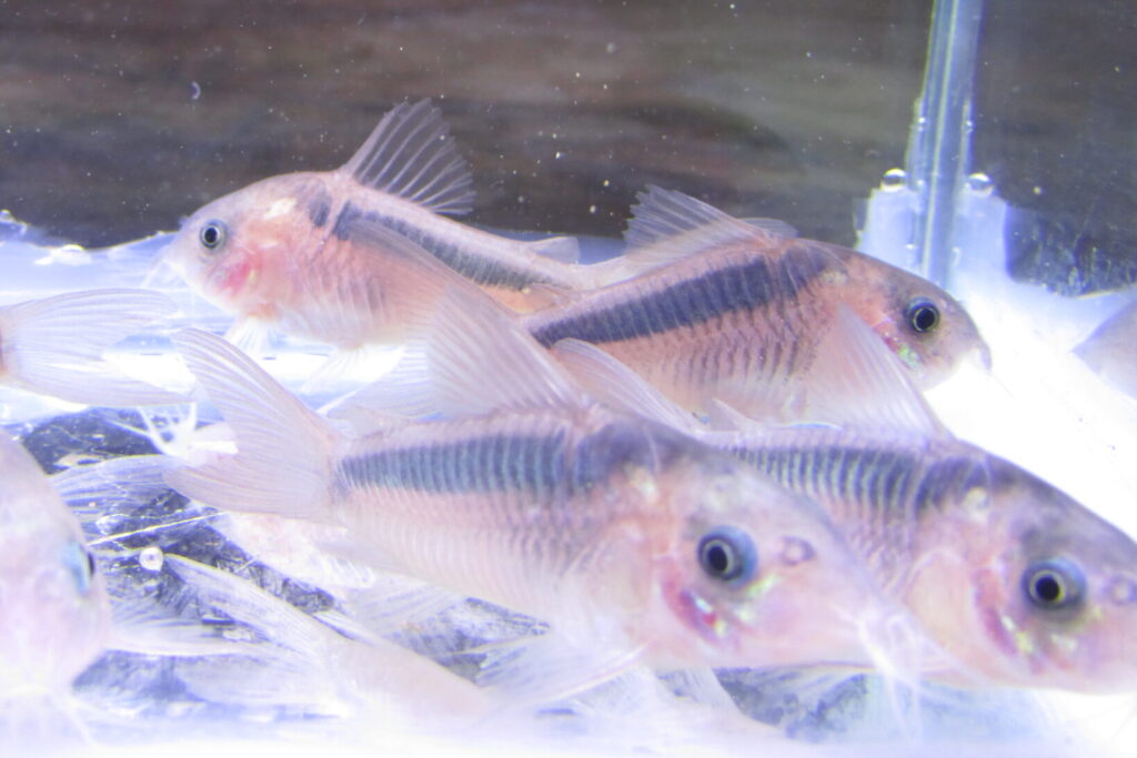Rusty Cory