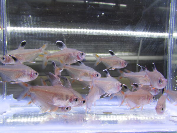 Rosy Tetra - Image 3