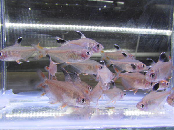 Rosy Tetra - Image 6