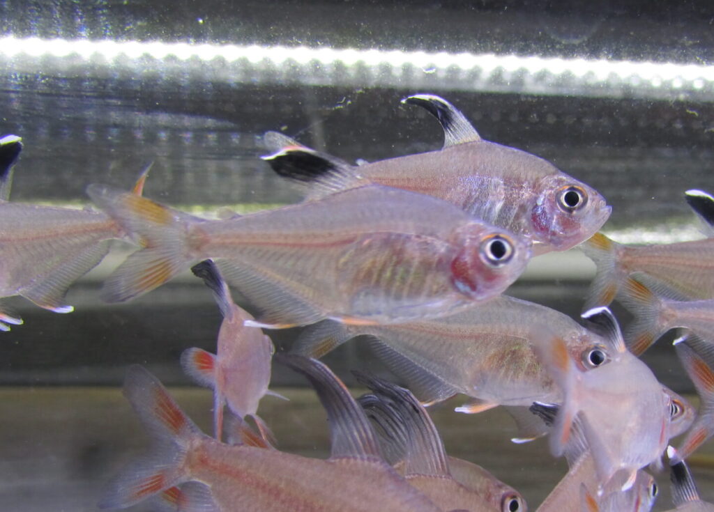 Rosy Tetra