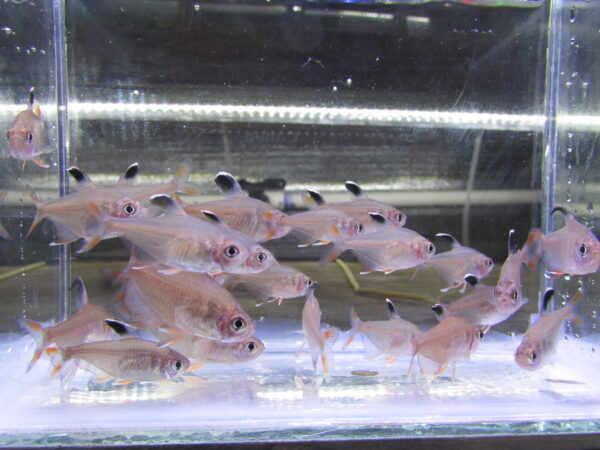 Rosy Tetra - Image 2