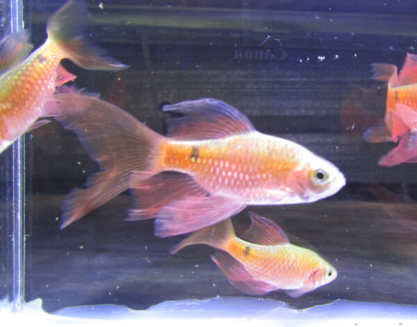 Rosy Longfin Barb