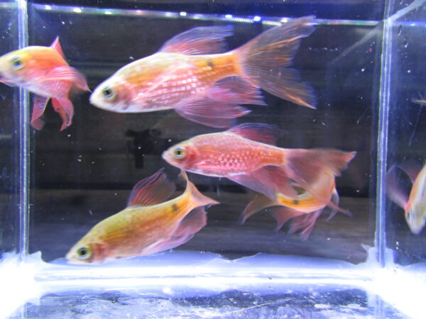 Rosy Longfin Barb - Image 3