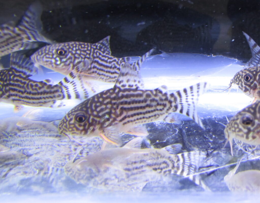 Sterbai Cory