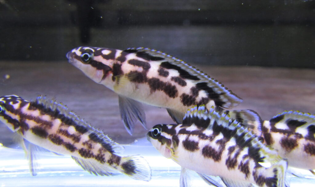 Juliodochromis Transcriptus