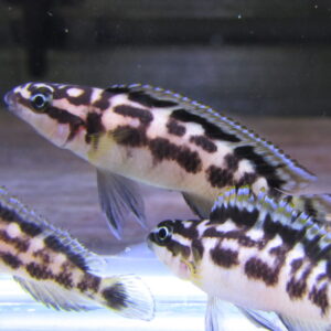 Juliodochromis Transcriptus