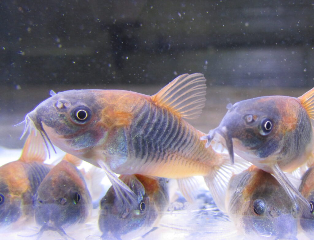 Orange Venezuelan Cory