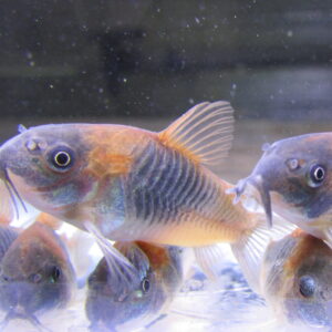 Orange Venezuelan Cory