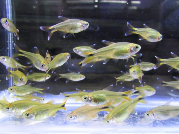 Silvertip Tetra - Image 3