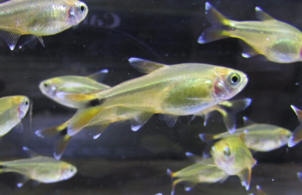 Silvertip Tetra