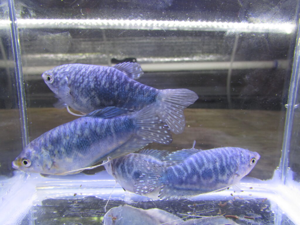 Blue Gourami