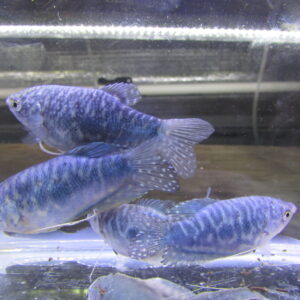 Blue Gourami