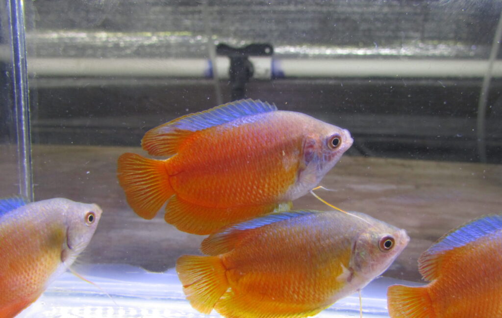 Red Gourami
