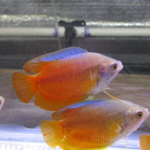 Red Gourami