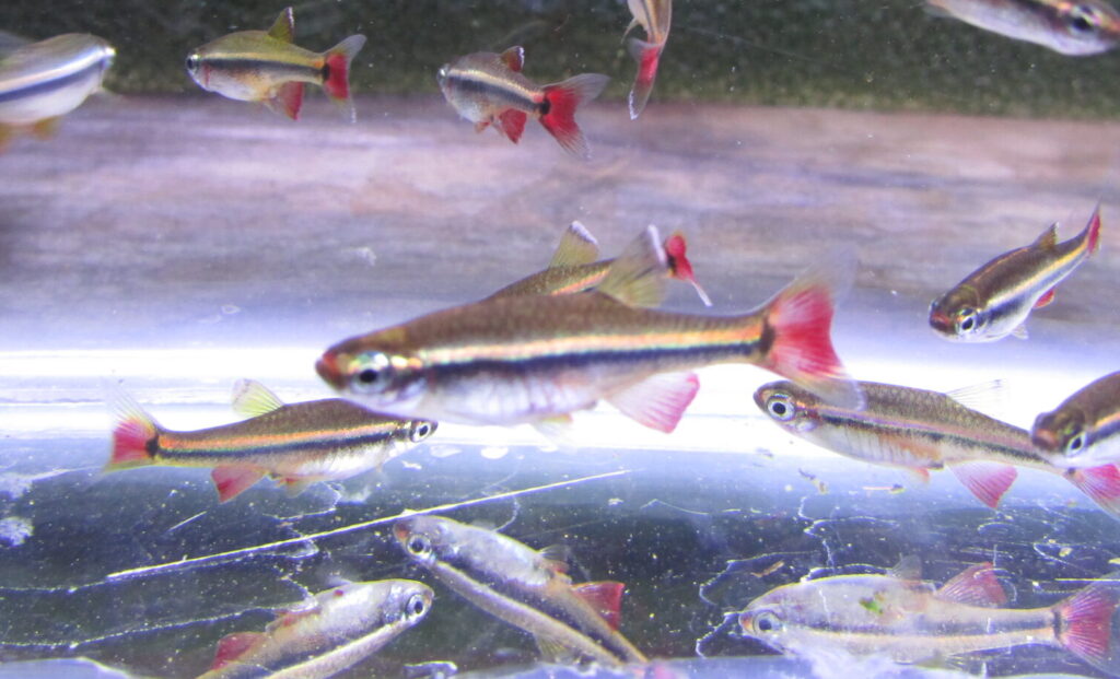 Vietnamese Cardinal Minnow