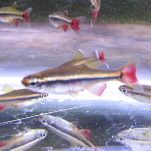 Vietnamese Cardinal Minnow