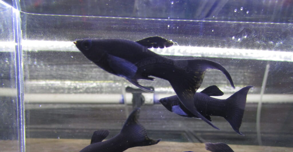 Black Molly