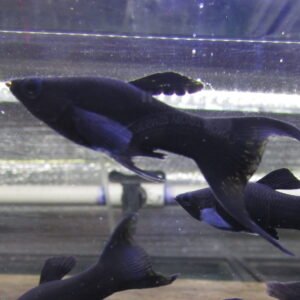 Black Molly